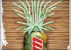 Palmera