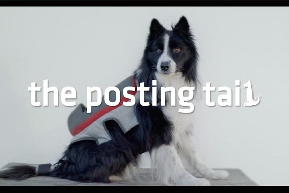 “The Posting Tail”, lo nuevo de Saatchi & Saatchi Madrid para Pedigree