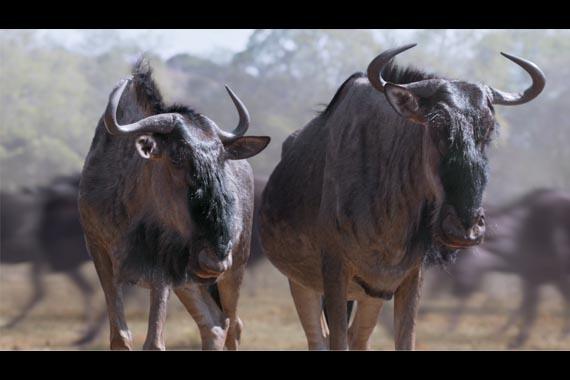 “Wildebeests”, lo nuevo de Richards/Lerma para Metro by T-Mobile