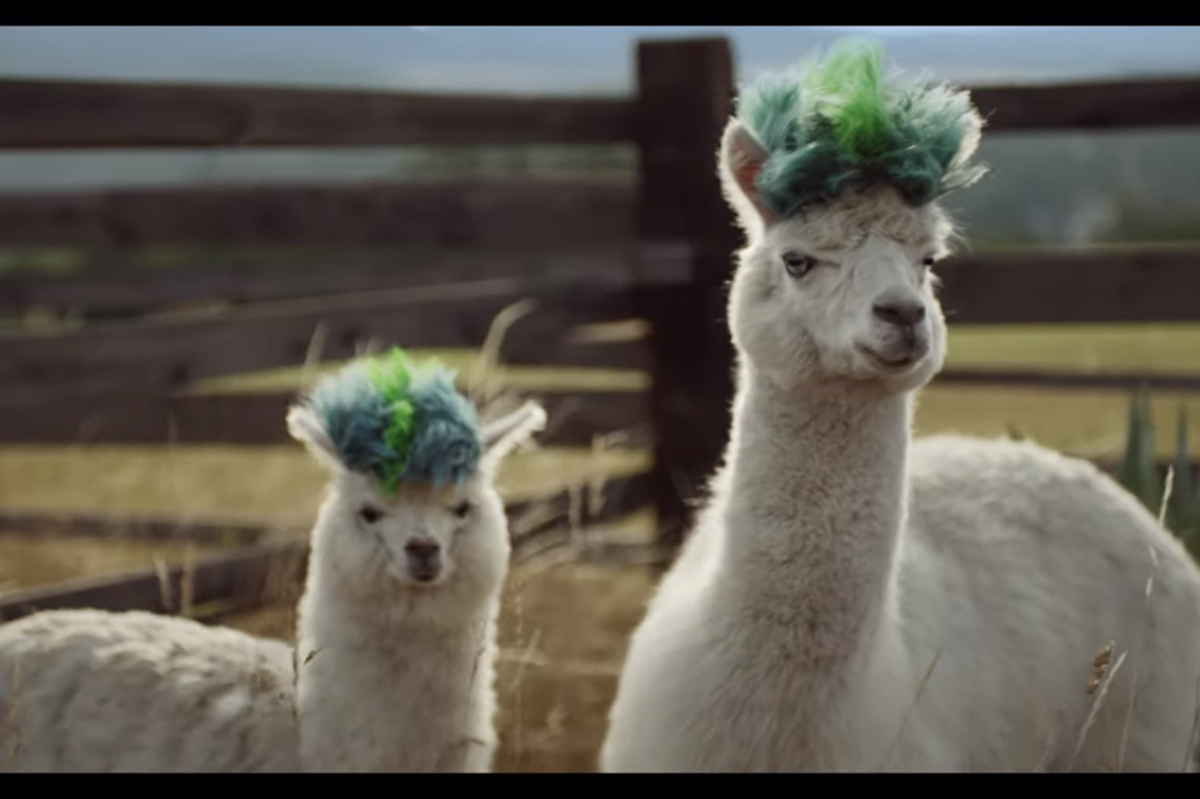 Para ver: BBH Nueva York y Samsung pasaron de los avestruces a las alpacas sudamericanas
