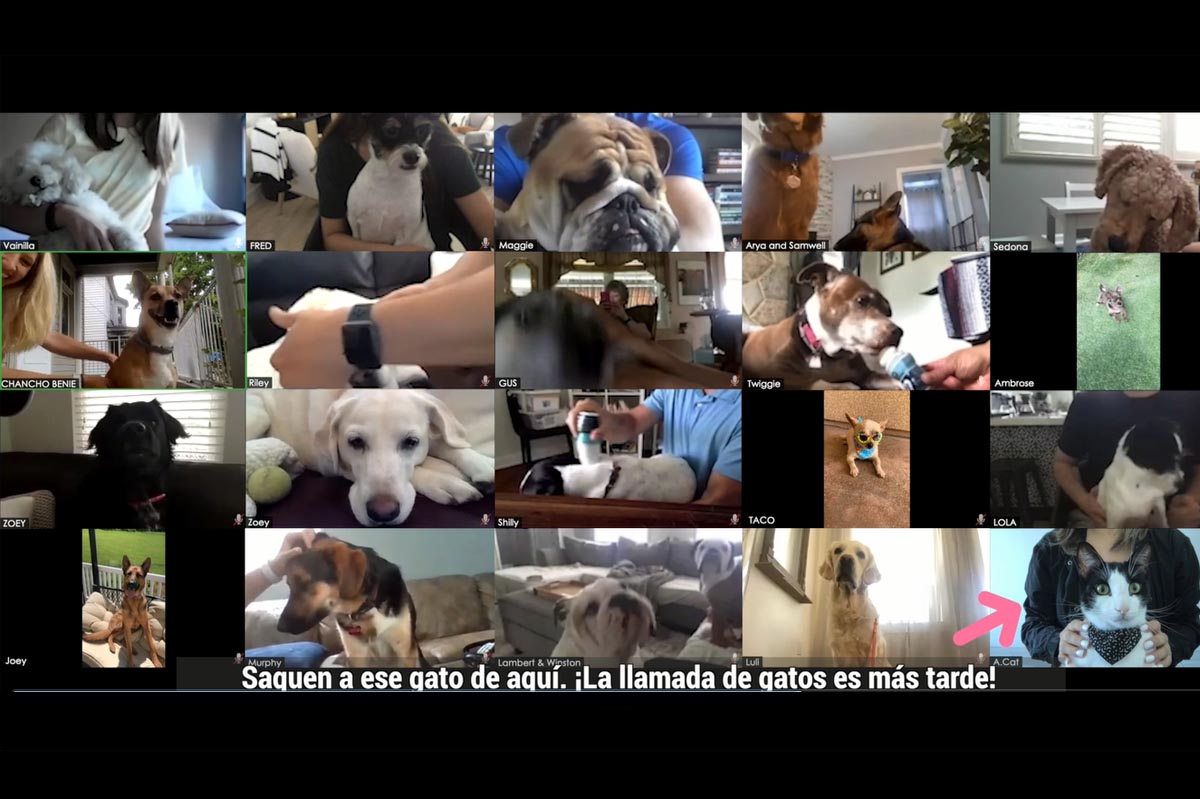 Preestreno: AnyGivenDay y Liq Pets crean una teleconferencia exclusiva para perros