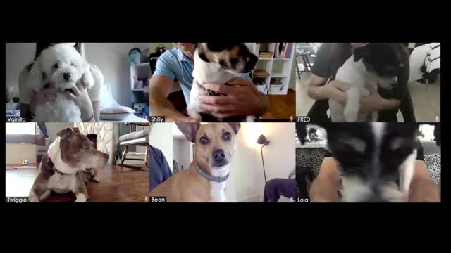 TeleDogference
