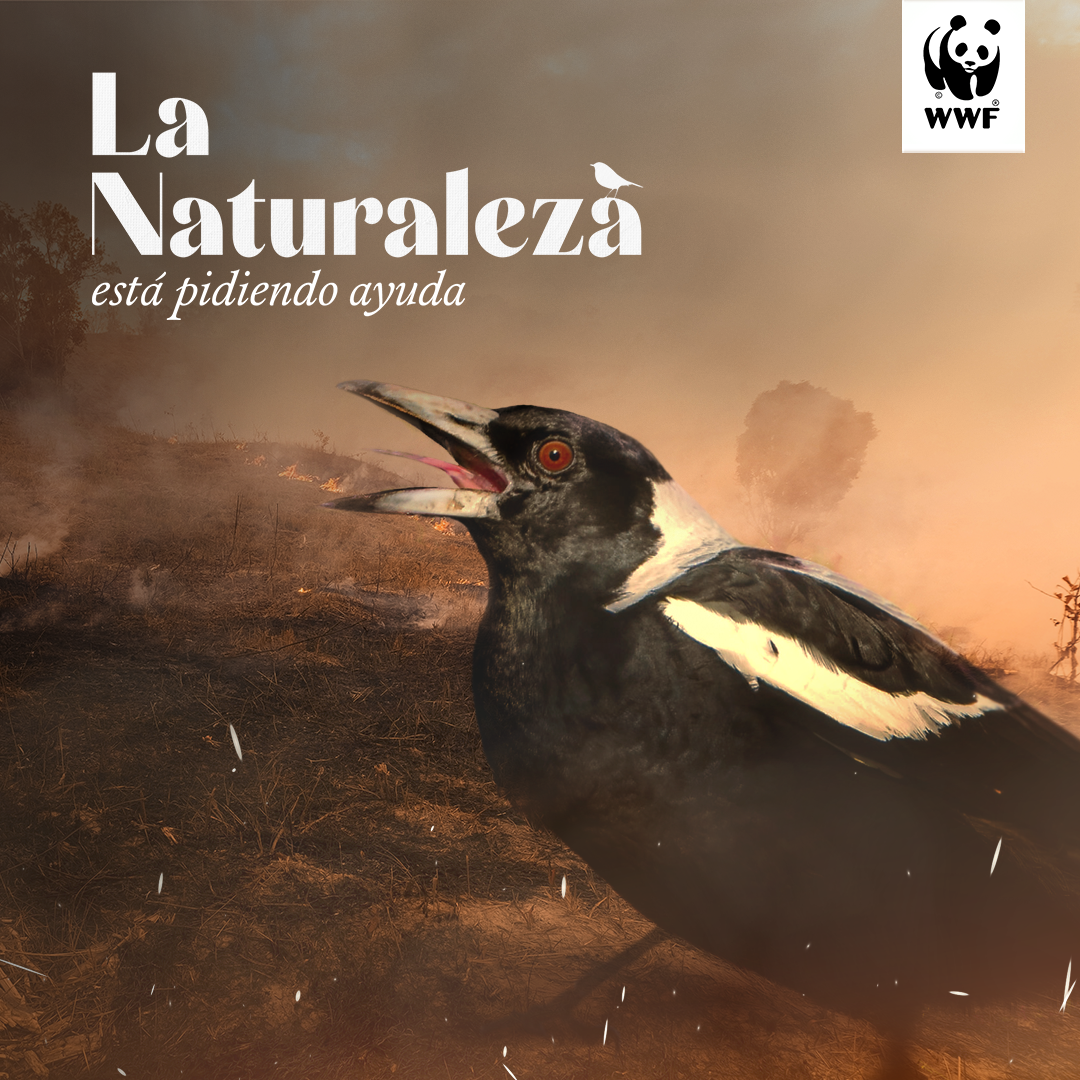 La naturaleza está pidiendo ayuda