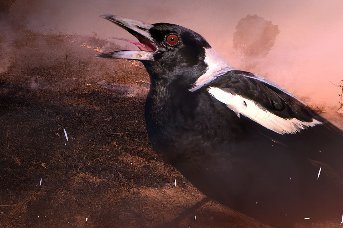 Nuevo: Wunderman Thompson y WWF Chile crearon una campaña con cantos reales de aves