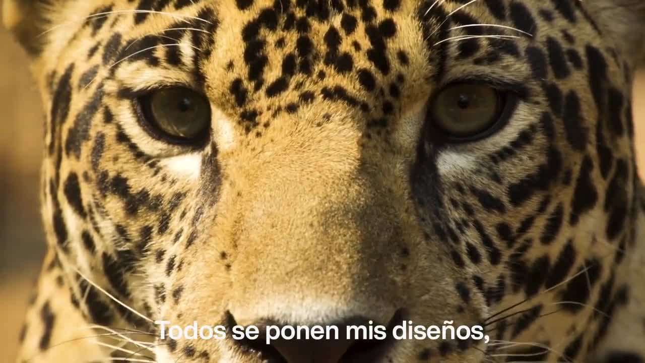 Jagurayú?