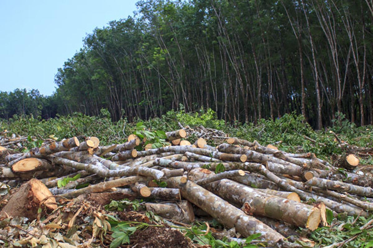 Reflexiones de +CTG: la responsabilidad con el planeta va más allá de lo ambiental