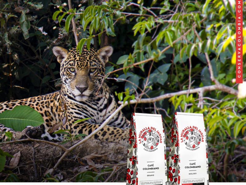 Nuevo: Sancho BBDO y Web Conserva preservan a los jaguares a través del café