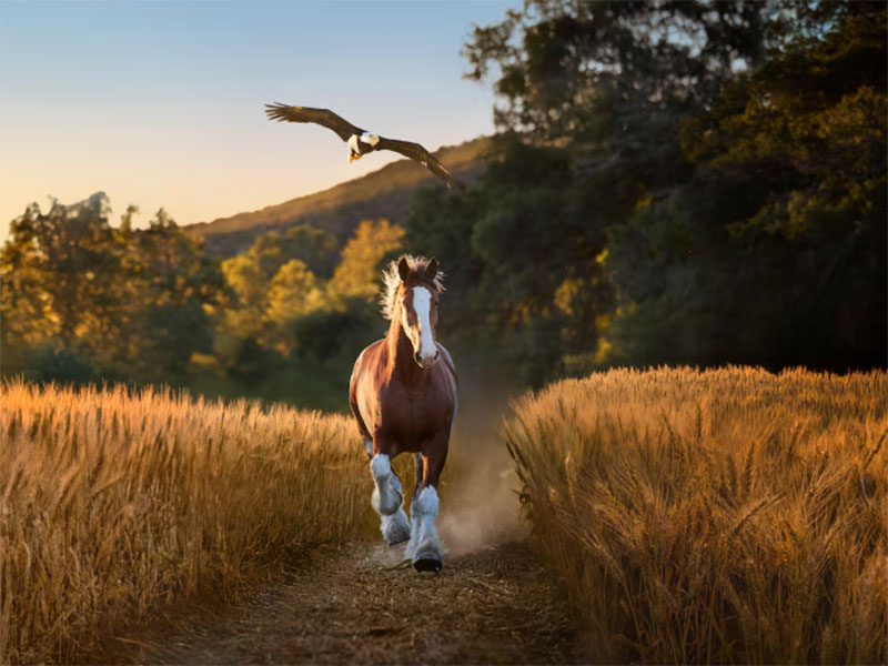 Un Clydesdale y un águila calva americana trabajan juntos en el anuncio de Budweiser para el Super Bowl 2026. (Pat Piasecki/Anheuser-Busch InBev)