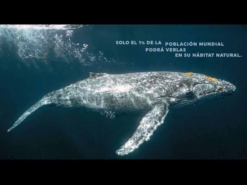La campaña busca resignificar la percepción de distancia sobre el Pacífico colombiano y posicionar a Clic no solo como la aerolínea que vuela hacia estos destinos, sino como el puente que acerca a los colombianos a experiencias únicas que muy pocos en el mundo pueden vivir.