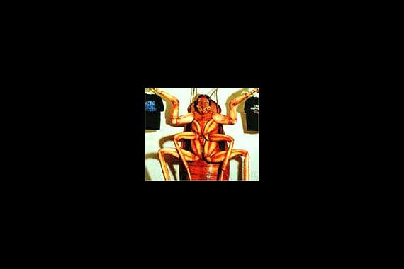 La cucaracha Roque, estrella de MTV