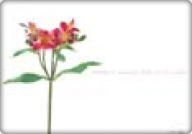 Alstroemeria
