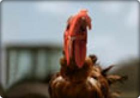Gallo