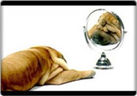 Perro