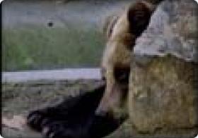 ZOO